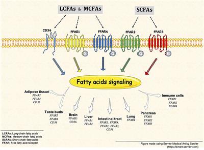 Editorial: Free Fatty Acids as Signaling Molecules: Role of Free Fatty Acid Receptors and CD36